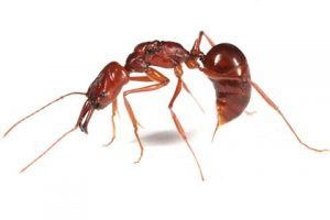 アリに刺された 咬まれた アリに注意 皮膚科情報 札幌市中央区の皮膚科 宮の森スキンケア診療室