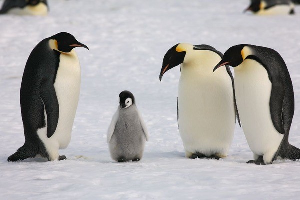 なぜペンギンはしもやけにならないのか 皮膚科情報 札幌中央区皮膚科 宮の森スキンケア診療室