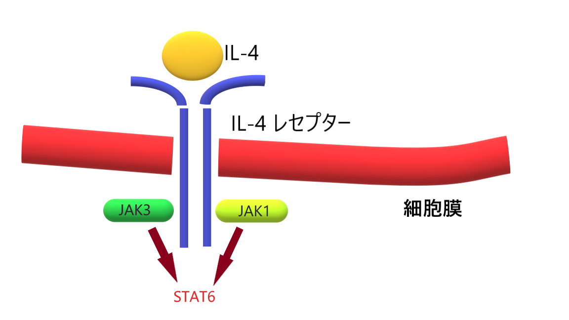 阻害 剤 jak